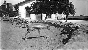 ORAN LES GAZELLES DE LA CASERNE D ECKMUHL